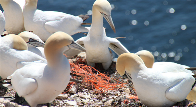 Basstölpel (Morus bassanus) auf Helgoland nutzen alte Fischernetze als Nistmaterial © AWI | TRonge 