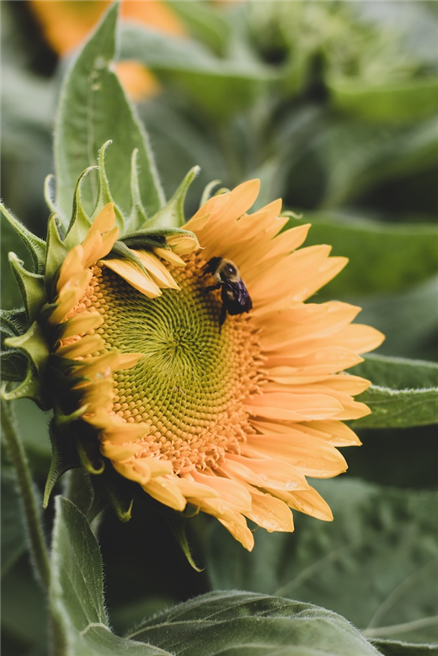 SBTs sind wissenschaftsbasierte Reduktionsziele, im Einklang mit dem notwendigen Grad an Dekarbonisierung. © Jessica Johnston, unsplash